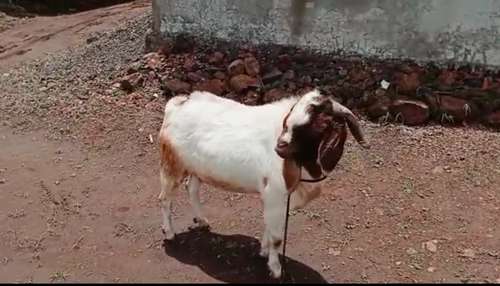 African Bore Goat — photo 5