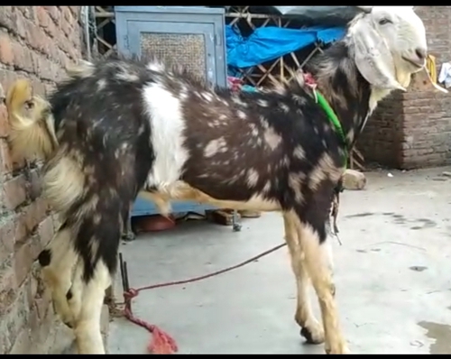 Gujri Goat — photo 6