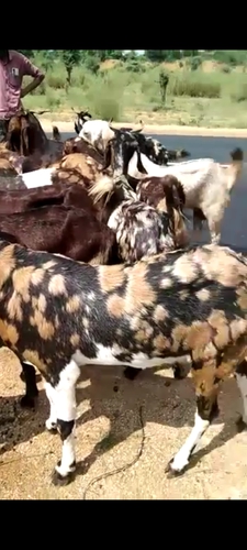 All Breed Goats Available — photo 5