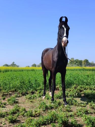 Marwari Horse — photo 3