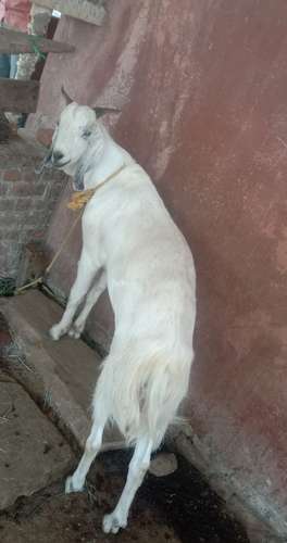 Malwa Goat — photo 2