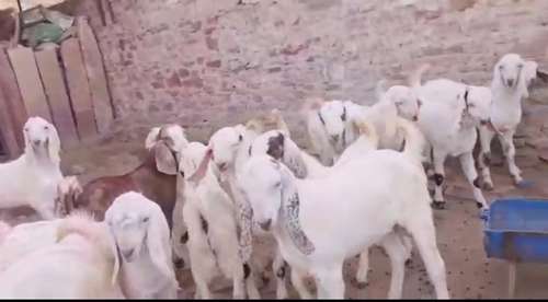 Sojat Goat — photo 5