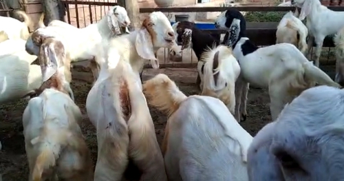 Sojat Goat — photo 3