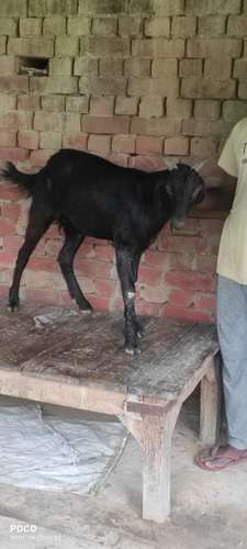 Desi  Goat — photo 4