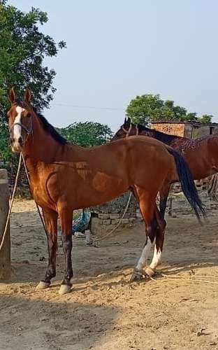 Sindhi Horse — photo 3