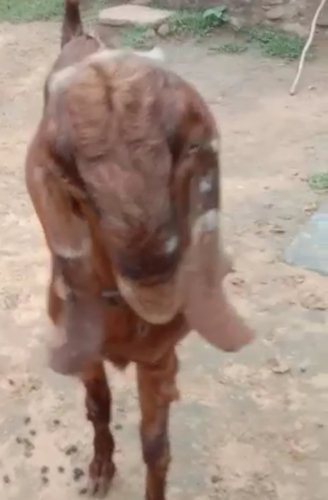 Sirohi Andul Goat Breeder — photo 2