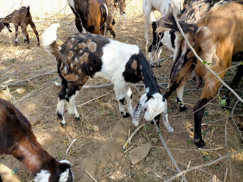 Gujari kids Goat — photo 3