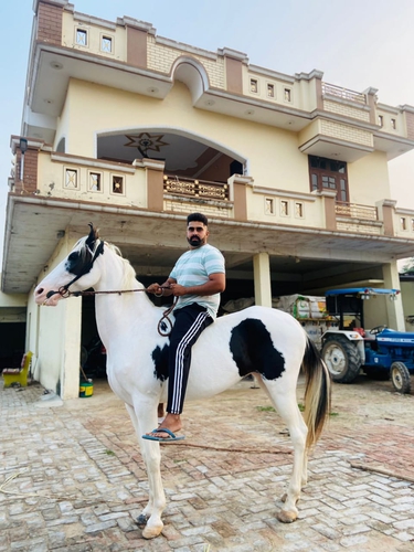 Marwari Horse