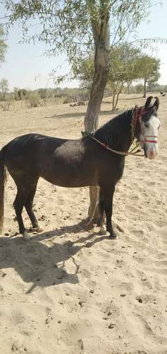 Marwadi Horse — photo 5