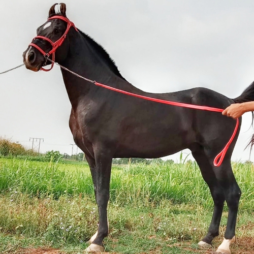 Colt Vikrant Horse — photo 2
