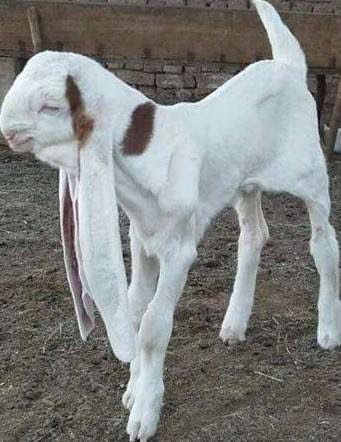 All goat breed available