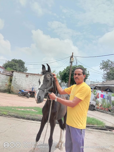 Marwadi Horse 🐎  — photo 2