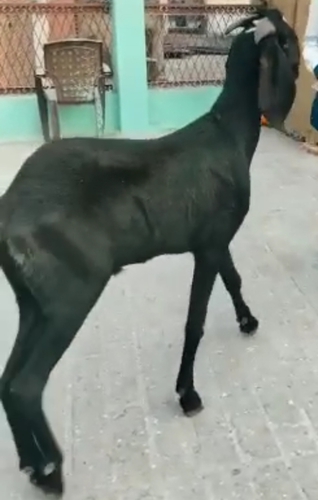 Beetal Goat