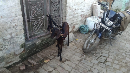 Desi Cross breed — photo 5