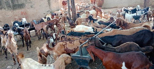 All Breed Goats Available — photo 6