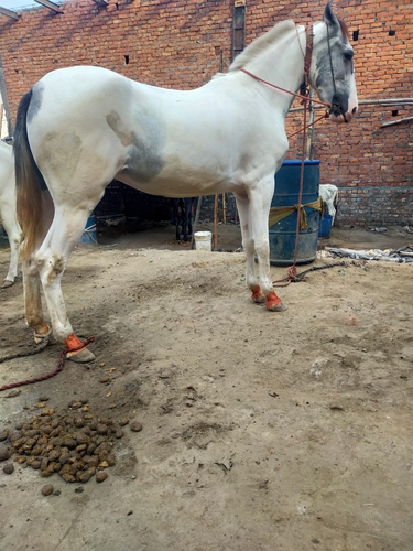 Nukra Horse