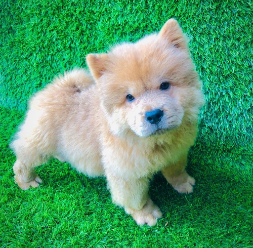Chow Chow Puppy