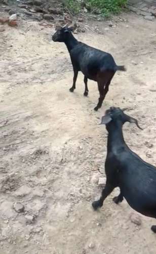 Black Bangal Goat — photo 2