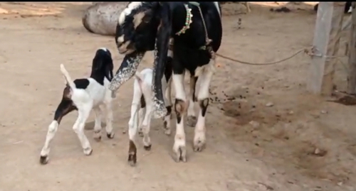 Hyderabadi Goat — photo 4
