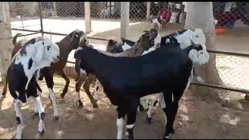 Gujri Goat — photo 3