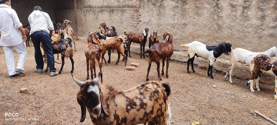 Sirohi goat  — photo 5