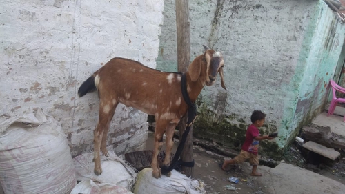 Desi Cross breed — photo 6