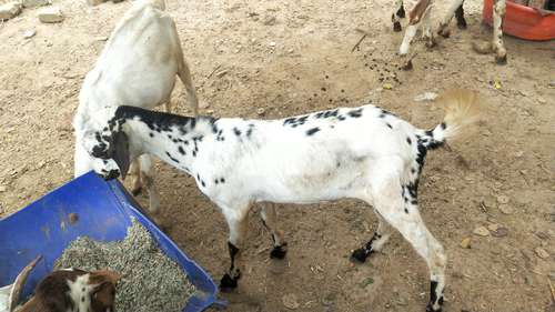 Barbari pure breed Goat — photo 3