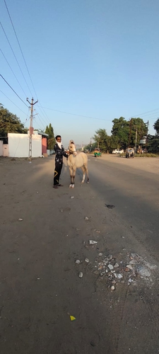 Kathiyawadi Horse — photo 3