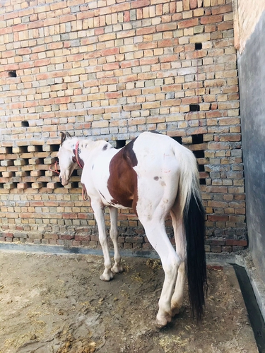 Marwadi Ablakh  Horse — photo 2