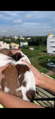 Sitzu female puppies — photo 5