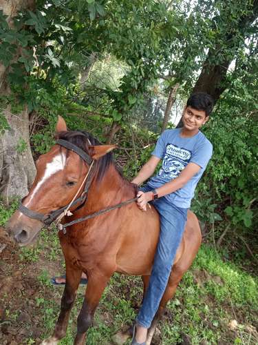 Desi Tattu horse — photo 3