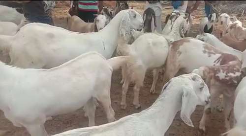 Sojat Goat