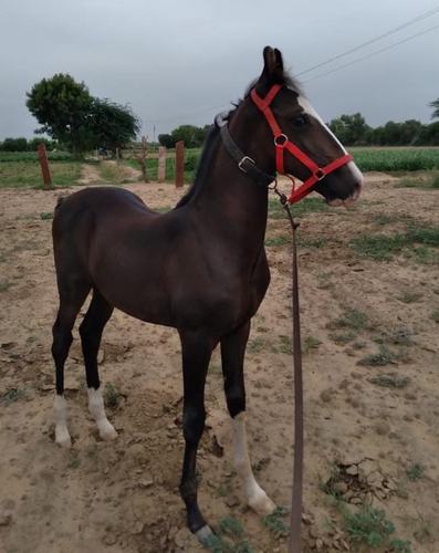 Stallion Youraj Horse