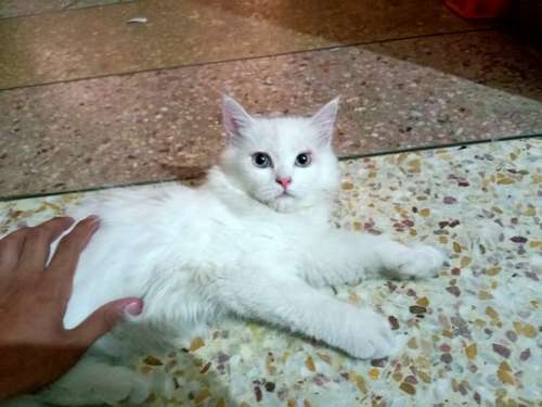 Cat — Triple Coat Cat, Lahore, Pakistan