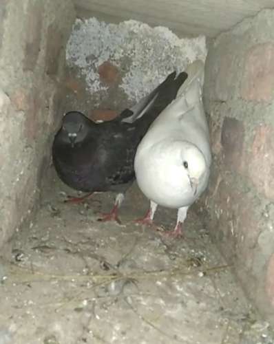 Pigeon — photo 2