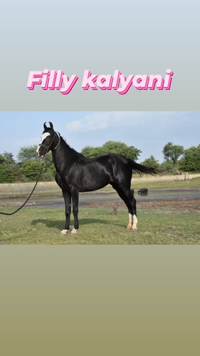 Filly kalyani Horse