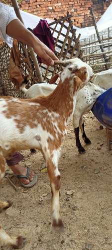 Barbari pure breed Goat — photo 3
