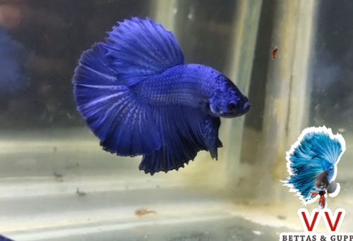 Royal blue ohm Fish