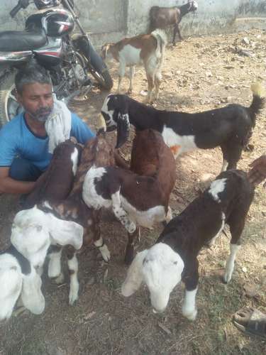 Baby Goat Toptapari, Rajasthani, Ajmeri — photo 4
