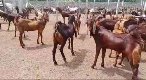 Sirohi Goat