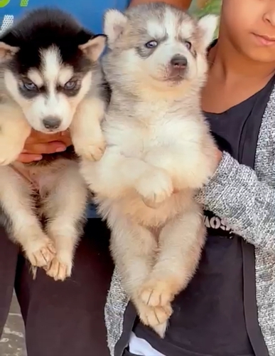 Husky blue Puppy — photo 5
