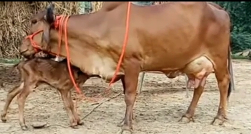 Gir Cow — photo 3