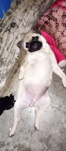 Dog hub hathras all type dog sale purchase — photo 3