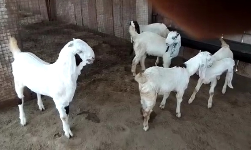 Sojat Goat — photo 5
