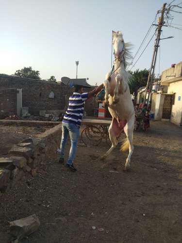 Punjabi and Marwadi Mix — photo 3