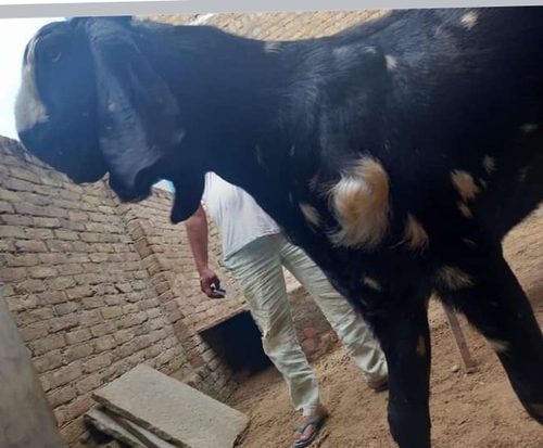 Betal breeder goat — photo 2