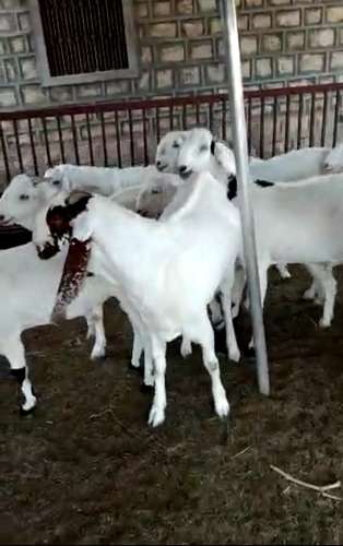 Sojat Goat