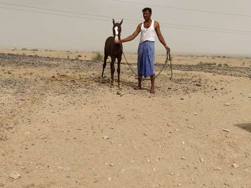 Sindhi Baby Hourse — photo 3