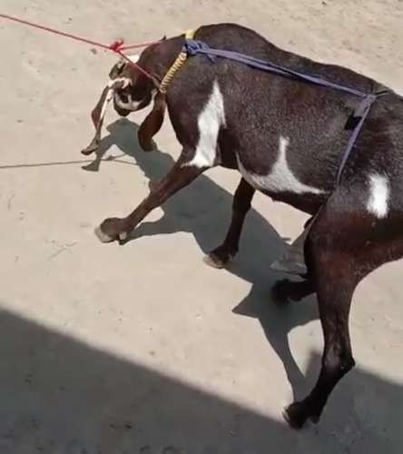 Hydrabadi  Female Goat — photo 3