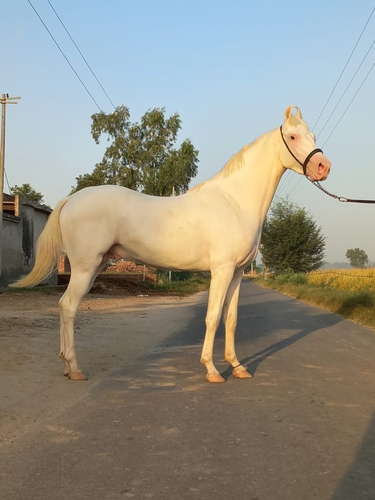 Nukra Horse — photo 2
